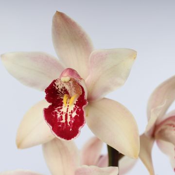 Cymbidium MIX