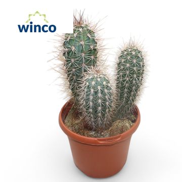 Pachycereus pringlei