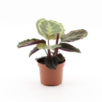 Calathea 'Medallion'