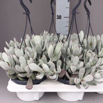 Cotyledon 'Coral'