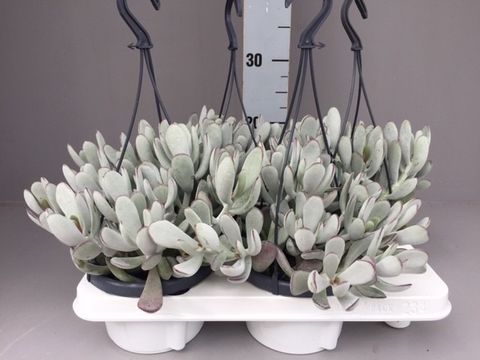 Cotyledon 'Coral'