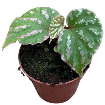 Begonia 'Cream Powder'
