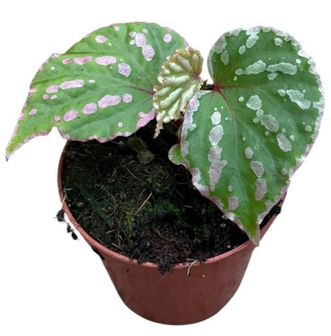 Begonia 'Cream Powder'