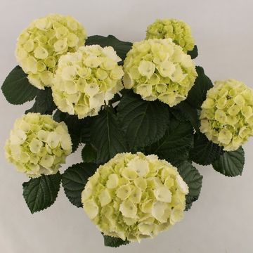 Hydrangea macrophylla 'Schneeball'