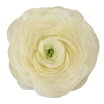 Ranunculus asiaticus 'Sprinkles White'