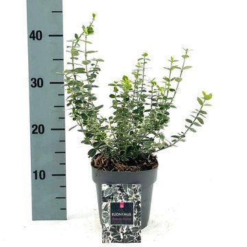 Euonymus fortunei 'Emerald Gaiety'