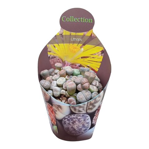 Lithops