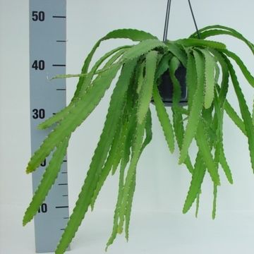 Rhipsalis monacantha