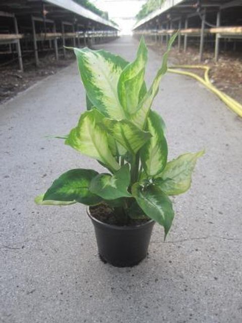 Dieffenbachia 'Camilla'