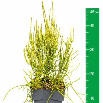 Platycladus orientalis 'Franky Boy'