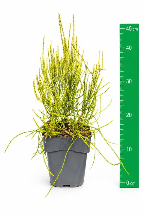 Platycladus orientalis 'Franky Boy'