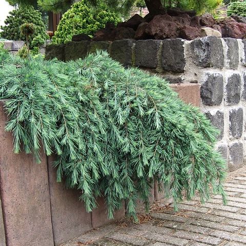 Cedrus deodara 'Feelin' Blue'