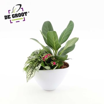 Düzenlemeler Houseplants