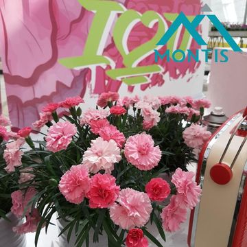 Диантус I LOVE U