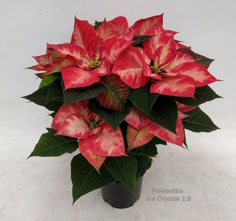 Euphorbia pulcherrima PREMIUM ICE CRYSTAL