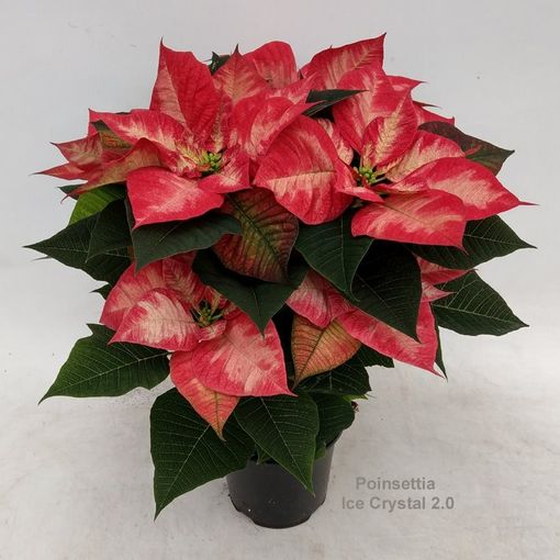 Euphorbia pulcherrima PREMIUM ICE CRYSTAL