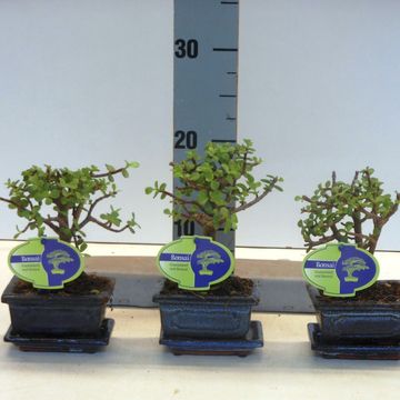 Portulacaria afra