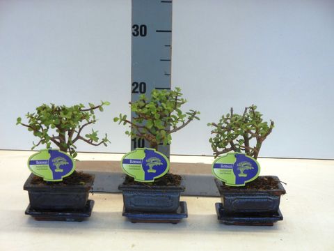Portulacaria afra