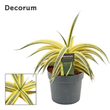 Sansevieria 'Siam Gold'