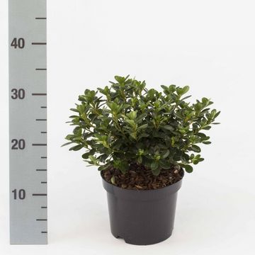 Rhododendron 'Kermesina' (AJ)