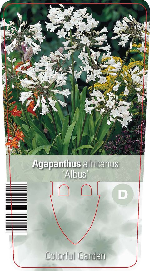 Agapanthus africanus 'Albus'