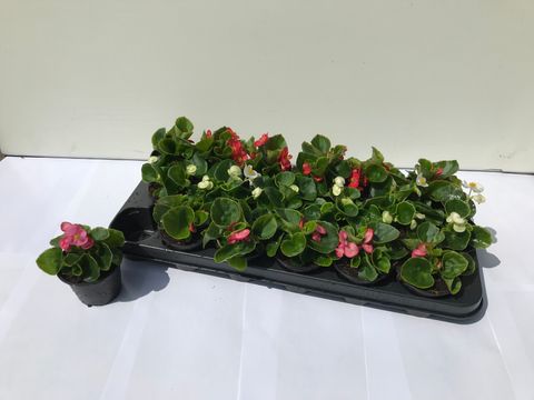Begonia SEMPERFLORENS MIX