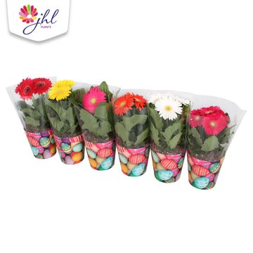 Gerbera COLOURGAME MIX