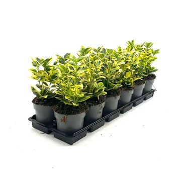 Euonymus japonicus MARIEKE