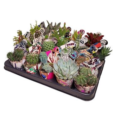 Cactus / Succulents MIX