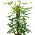 Philodendron bipennifolium 'Silver Violin'