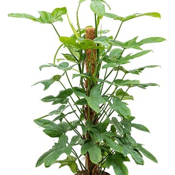 Philodendron bipennifolium 'Silver Violin'