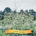 Crambe cordifolia