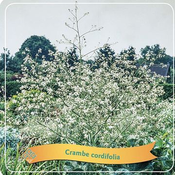 Crambe cordifolia