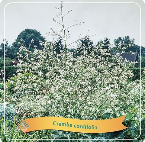 Crambe cordifolia