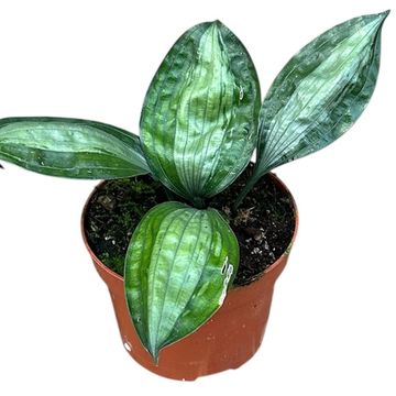Aspidistra 'Silver Stripe'