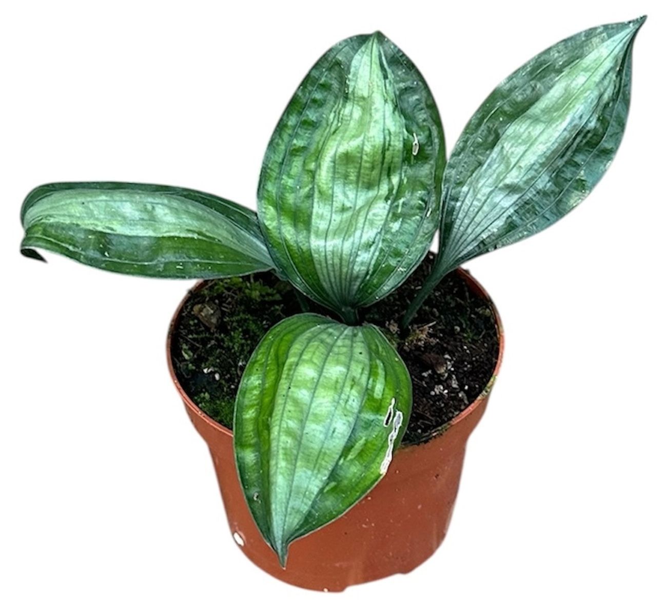 Aspidistra 'Silver Stripe'  Pflanzengrohandel FlorAccess
