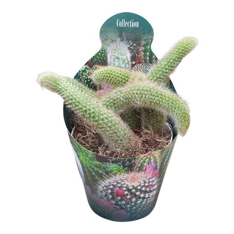 Hildewintera colademononis