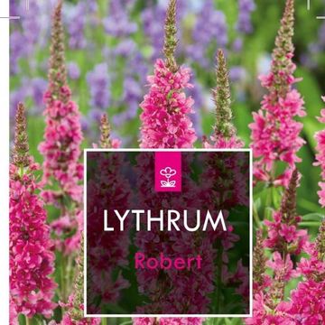 Lythrum salicaria 'Robert'