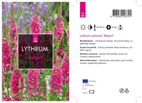 Lythrum salicaria 'Robert'