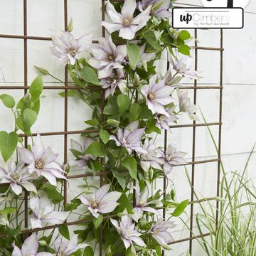 Clematis SAMARITAN JO (EL)