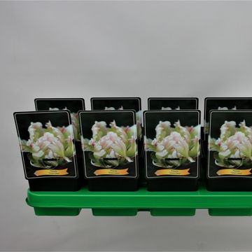 Paeonia 'Green Lotus'