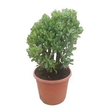 Crassula arborescens undilatifolia 'Curly'