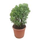 Crassula arborescens undilatifolia 'Curly'