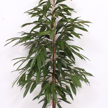 Ficus binnendijkii 'Amstel King'