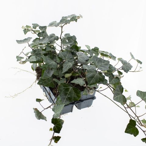 Hedera helix 'Woerner'