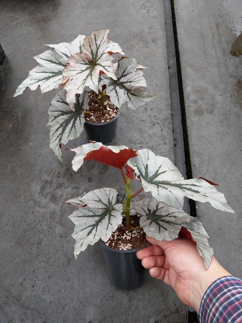 Begonia 'Looking Glass'