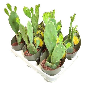 Opuntia humifusa