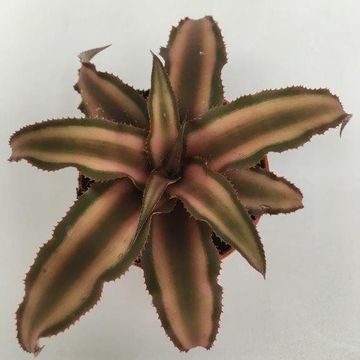 Cryptanthus bivittatus