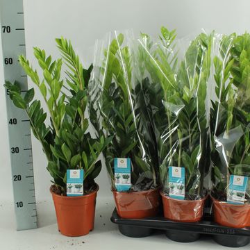 Zamioculcas zamiifolia