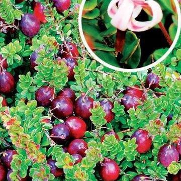 Vaccinium macrocarpon 'Stevens'